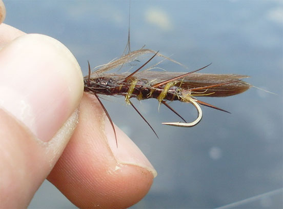 mosca stonefly mosca stonefly