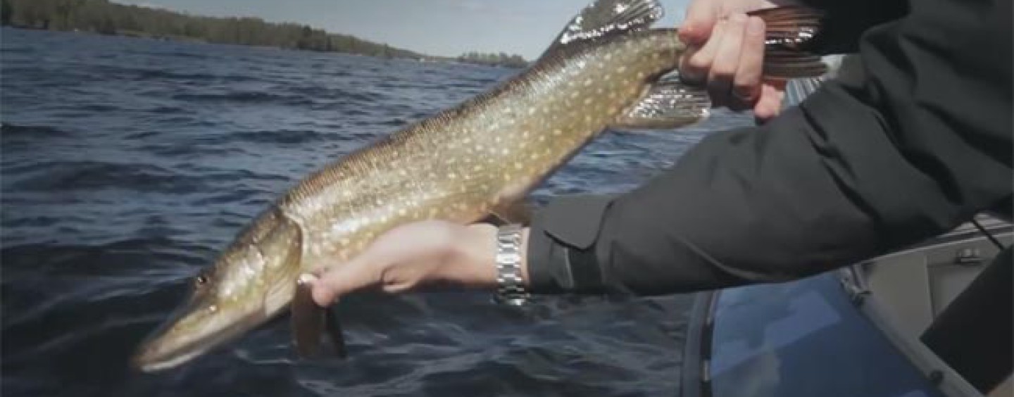 Los puntos clave de la pesca de lucios embarcado