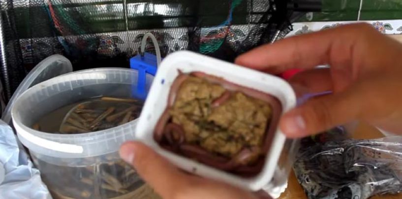 Vídeo de pesca: Cebos para la pesca doradas