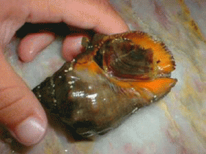 cebos de pesca Caracola cebos de pesca Caracola