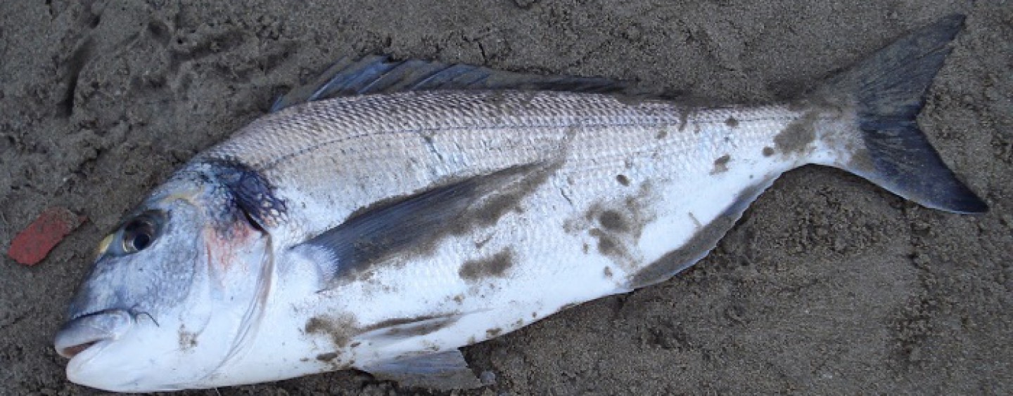 Cebos para pescar cebo schwimmköder 10cm cebos para pescar Bass Pike Minnow dureble 