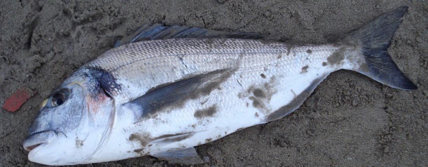 Mis 5 mejores cebos de pesca para la dorada