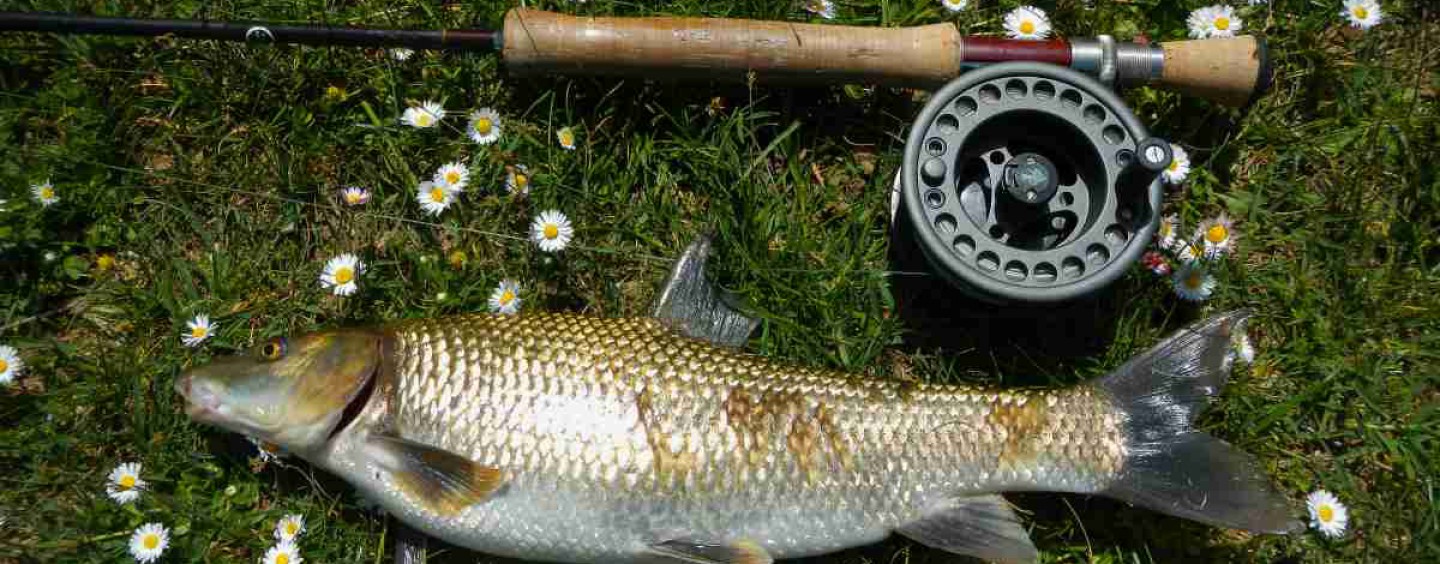 La pesca del barbo gitano se enamora de las moscas