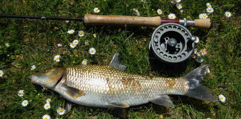 La pesca del barbo gitano se enamora de las moscas