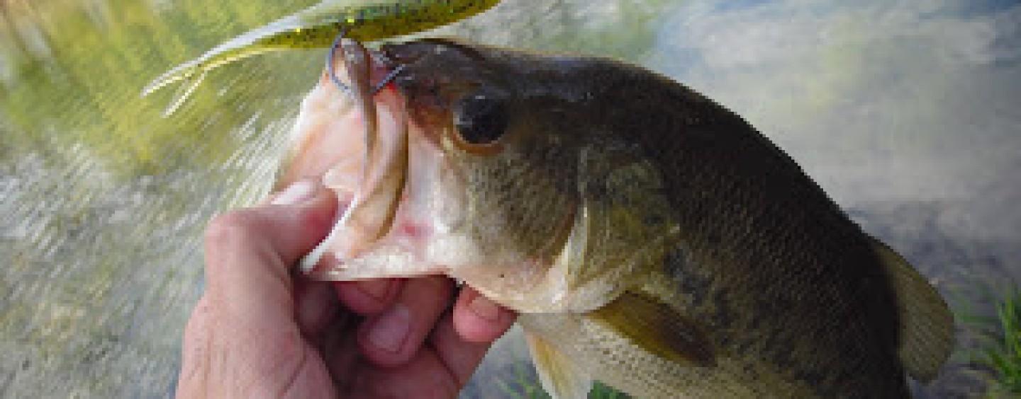 5 cebos para la pesca del Black Bass en primavera