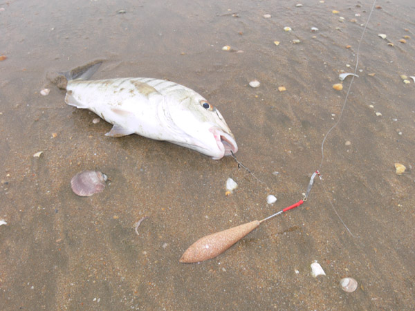 pesca de herreras a surfcasting