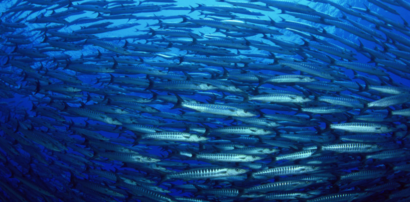 Pesca de la caballa, diversión asegurada