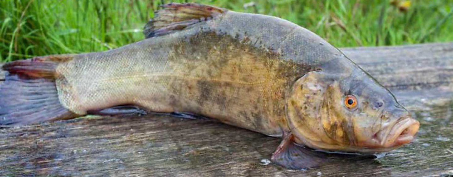 Pesca de la tenca, reina de las charcas extremeñas