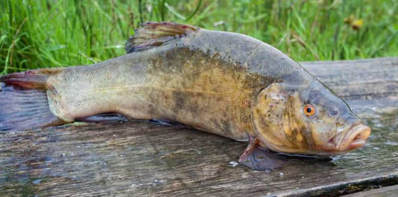 Pesca de la tenca, reina de las charcas extremeñas