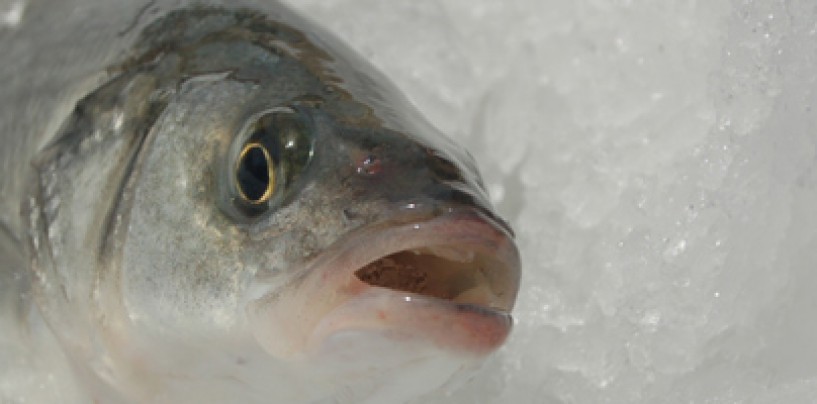 Receta de pescado: Lubina al albariño