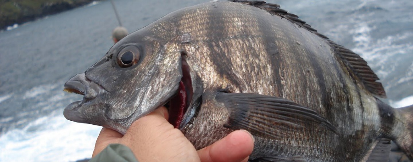 5 consejos para triunfar en la pesca del sargo