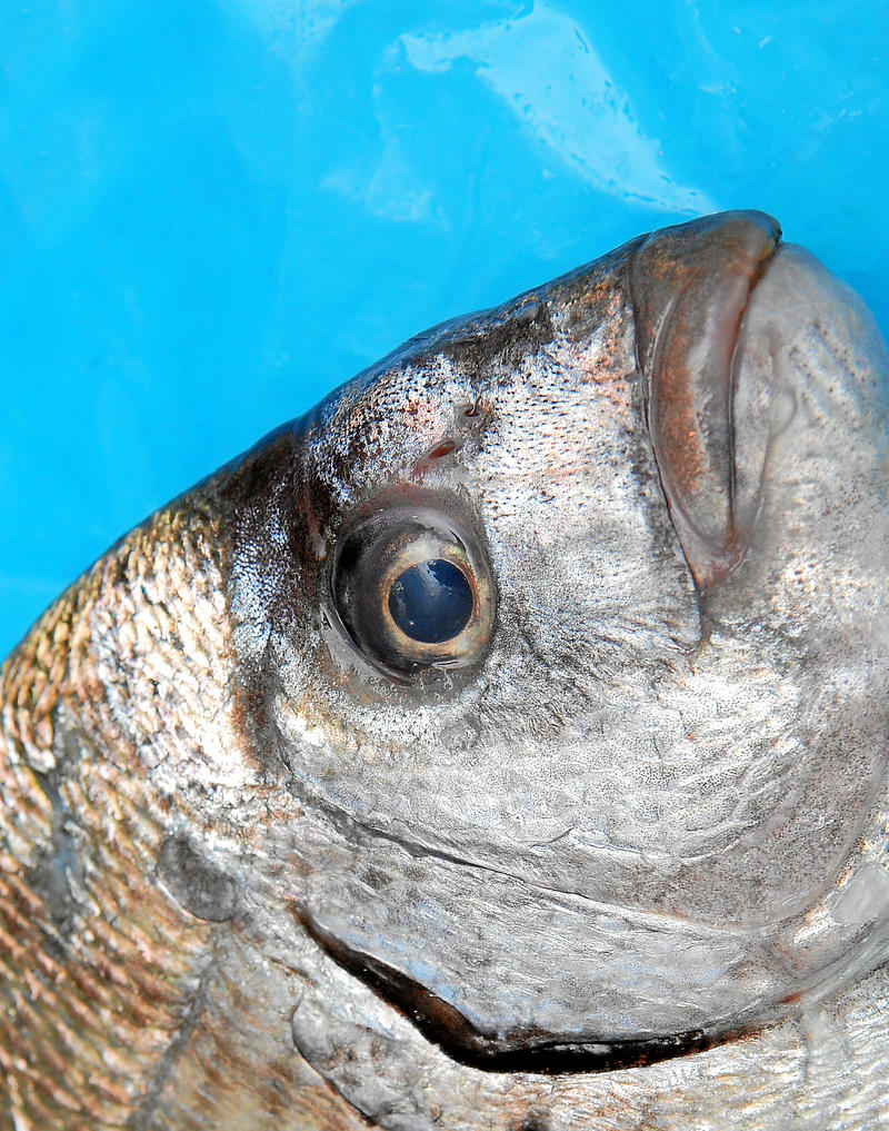 la pesca de sargos la pesca de sargos