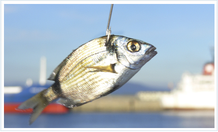 Pesca con cebo vivo