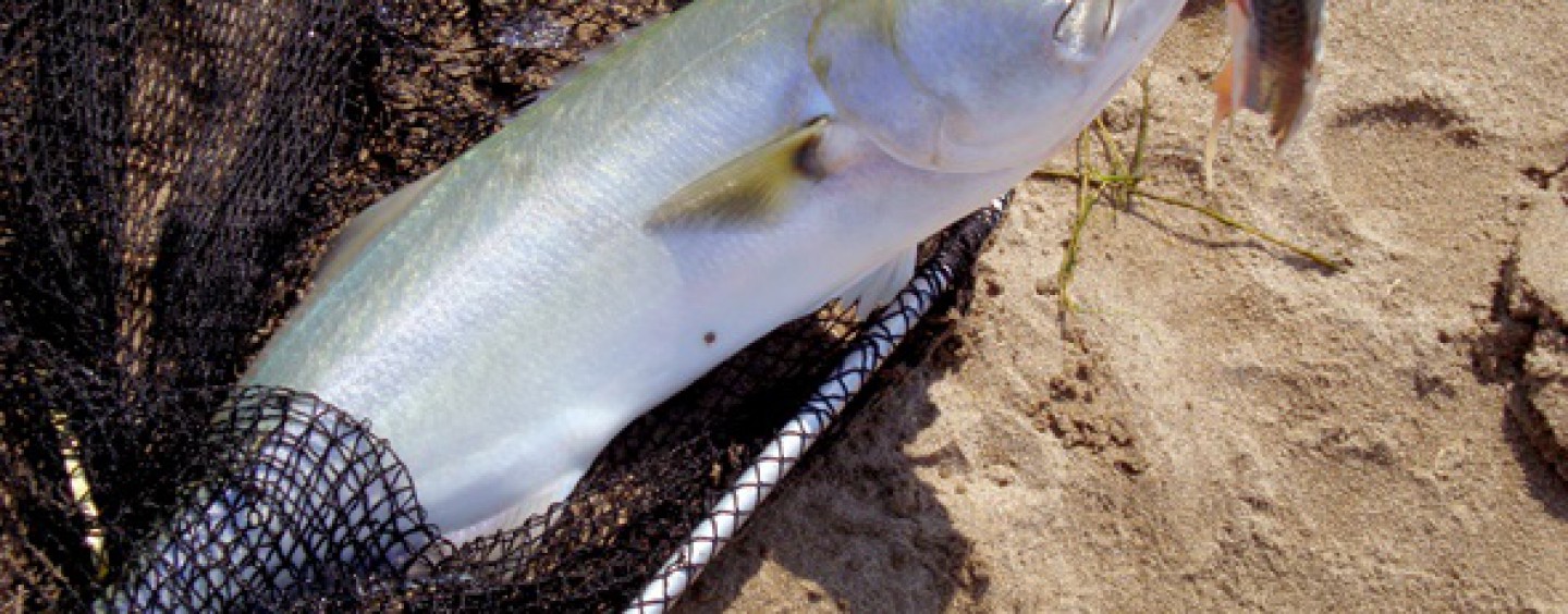 5 consejos para triunfar en la pesca de la anjova a surfcasting