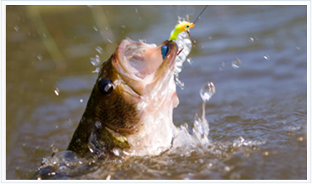 Pez atacando a señuelos de pesca