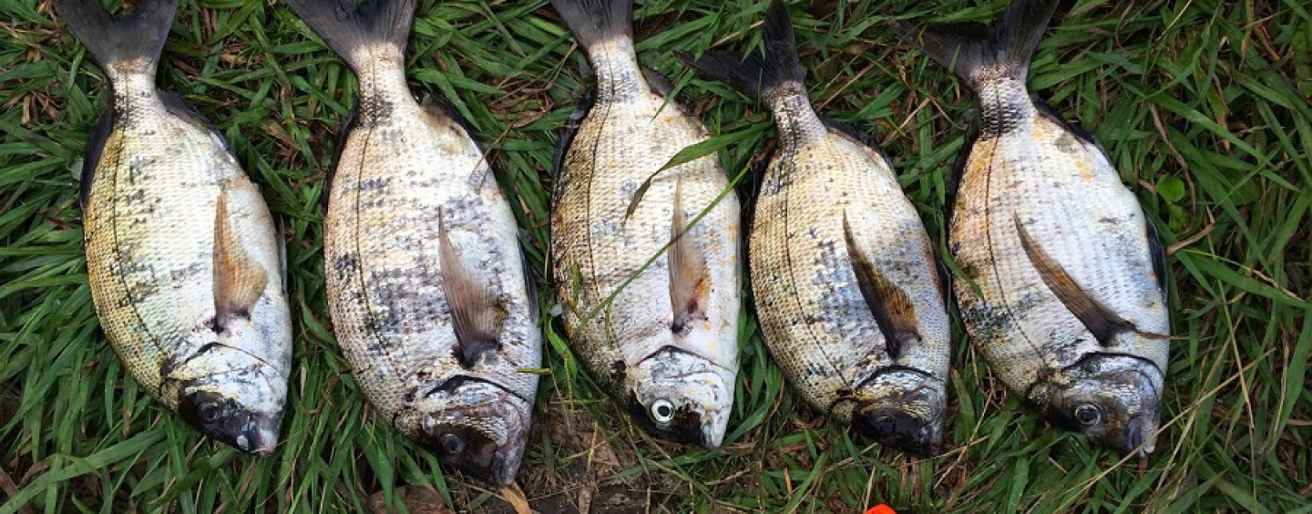 Pesca del sargo con masilla de sardina