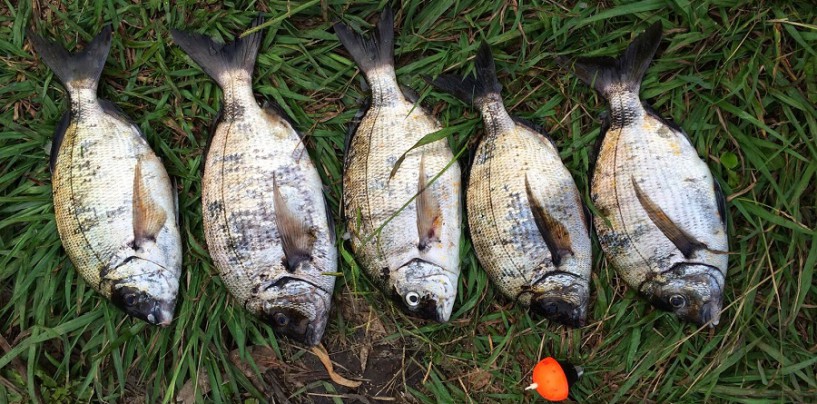 Pesca del sargo con masilla de sardina