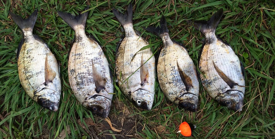 canción para ver fondo La adición de la pesca del sargo con corcho, emoción a raudales | Revista  de pesca deportiva – Coto de PeZca