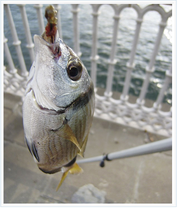 La pesca del sargos La pesca del sargos