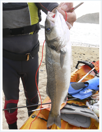 Pesca de la lubina con kayak de pesca