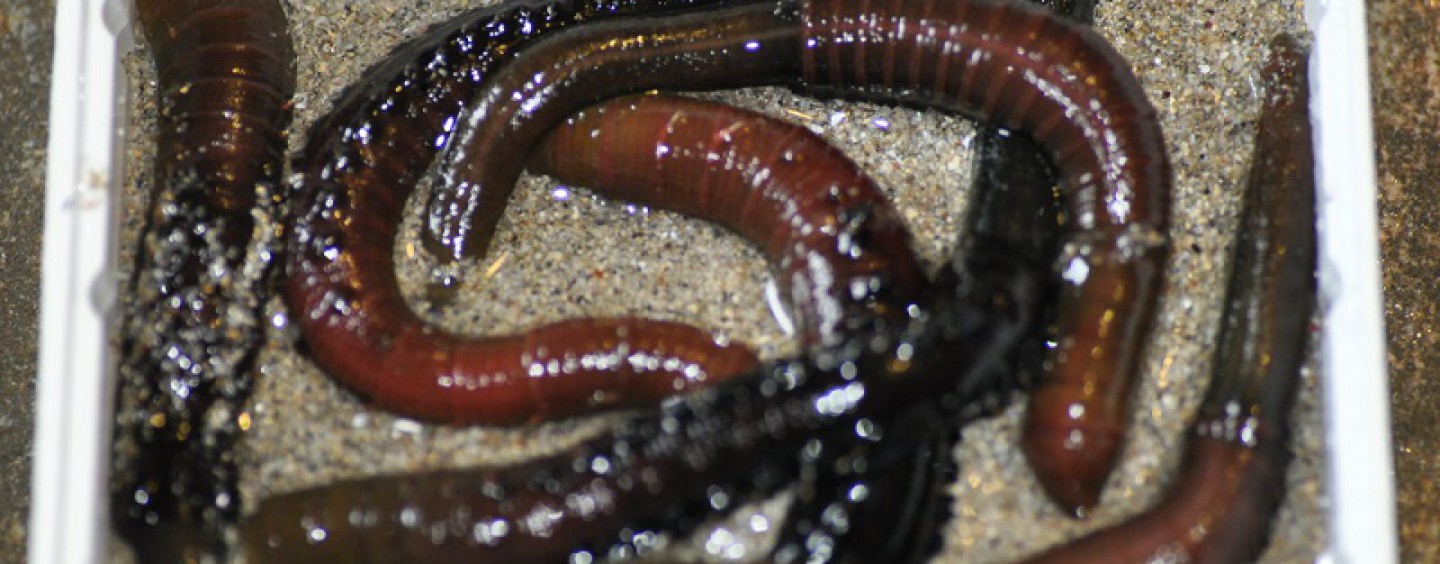 El gusano arenícola, un cebo espectacular e indispensable
