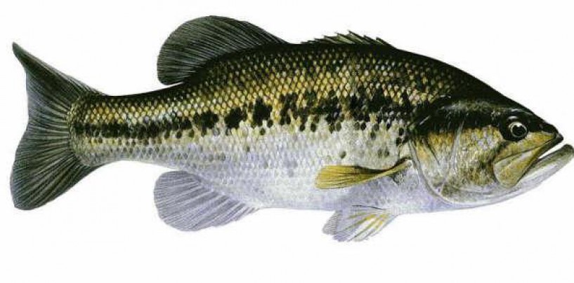 6 artificiales en la pesca del black bass para tentar más esquivos
