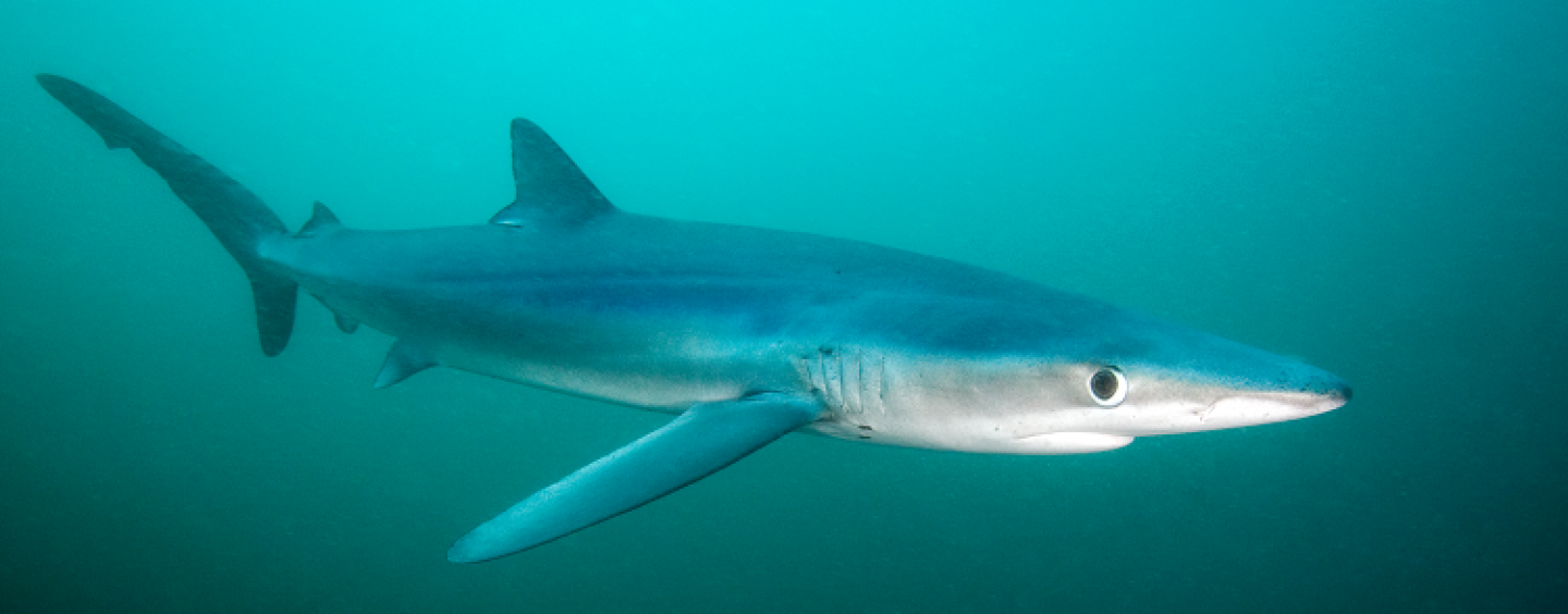 La tintorera o tiburón azul, rápida y mortal