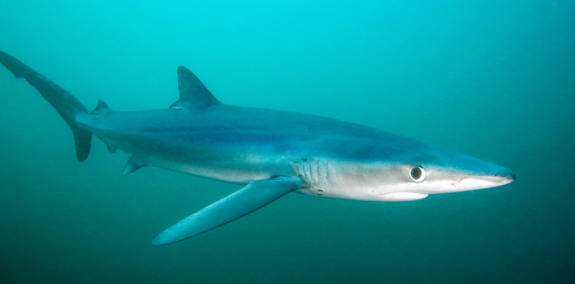 La tintorera o tiburón azul, rápida y mortal