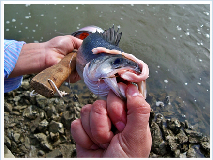 pesca de lubinas con lomo de cerdo