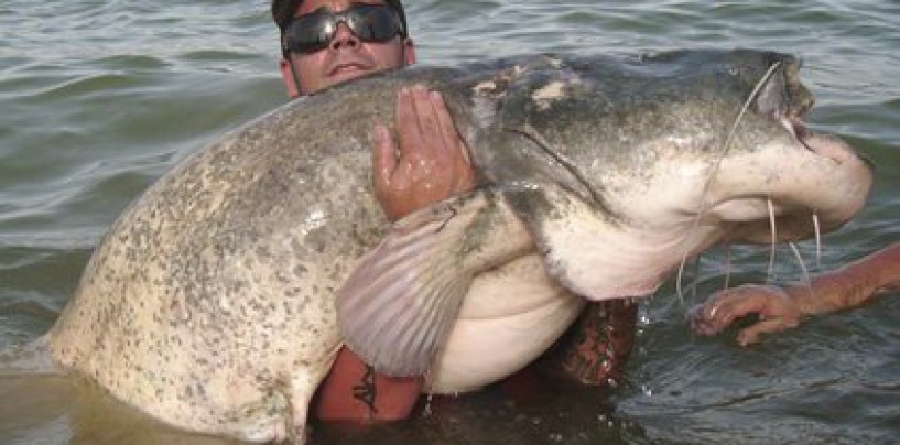 Vídeo de pesca siluros desde kayak de pesca