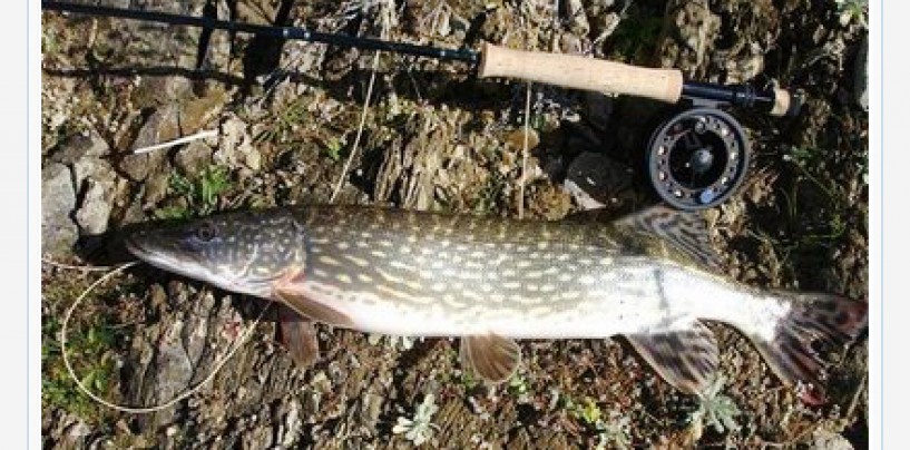 Encuentro digital con… Antonio Gallardo sobre la pesca a mosca de lucios y barbos