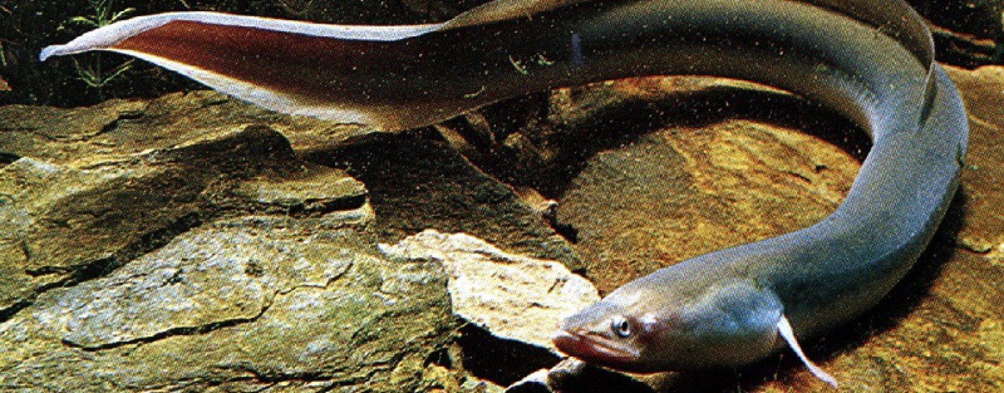 Iniciacion A La Pesca De La Anguila En El Mar Revista De Pesca Deportiva Coto De Pezca Iniciacion A La Pesca De La Anguila En El Mar Revista De Pesca Deportiva Coto De Pezca