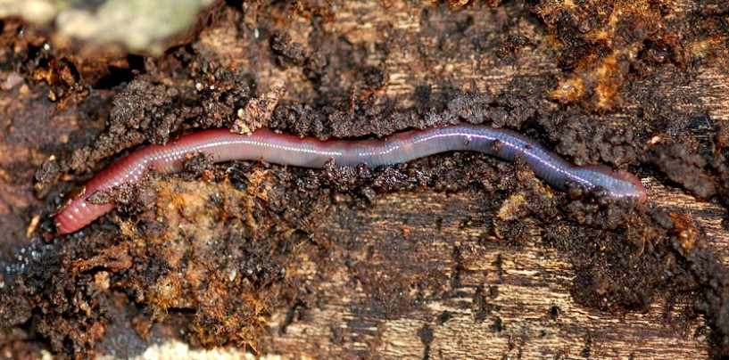 Lombriz de tierra, un cebo de pesca estrella