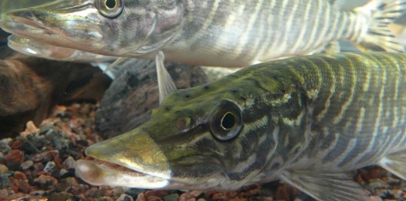 Guía de bolsillo de la pesca del lucio