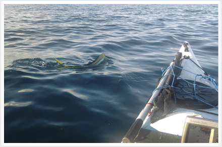 Pesca llampugas de kayak de pesca al brumeo