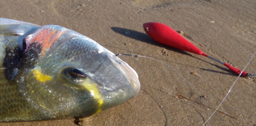 6 lugares en donde pescar doradas a surfcasting