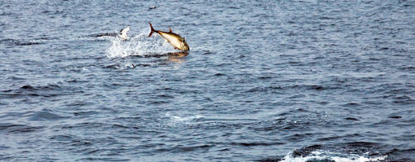 Pescar atunes en el Cantábrico ¿sueños rotos?