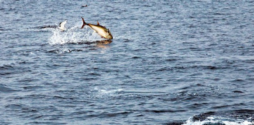 Pescar atunes en el Cantábrico ¿sueños rotos?