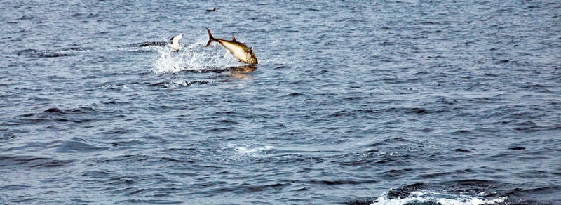 pesca de atunes en Cantábrico