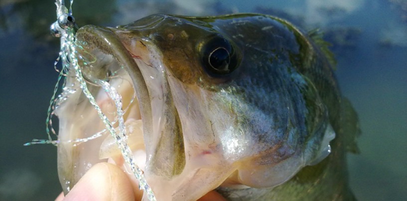 5 consejos para pescar un black bass en verano