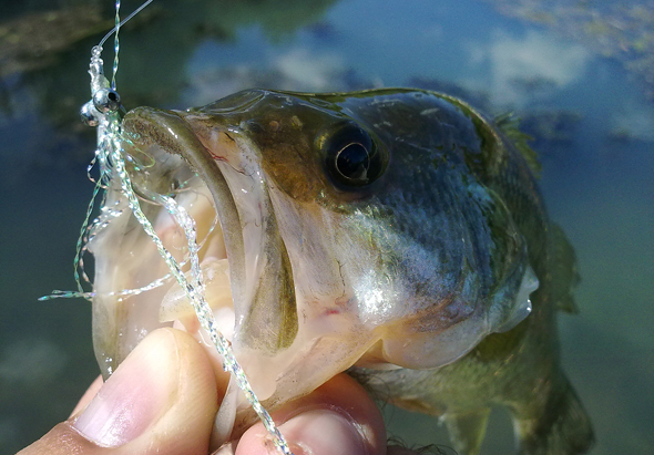 Black-bass capturado con la mosca Clouser’s Minnow