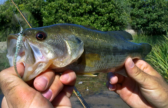 Audaz dinámica florero El color de los señuelos para la pesca del black bass | Revista de pesca  deportiva – Coto de PeZca