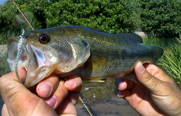 Black-bass capturado con la mosca Clouser’s Minnow