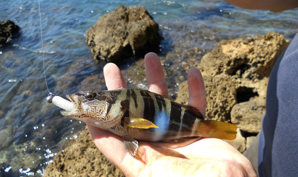 Serrano capturado a rockfishing con un pequeño vinilo