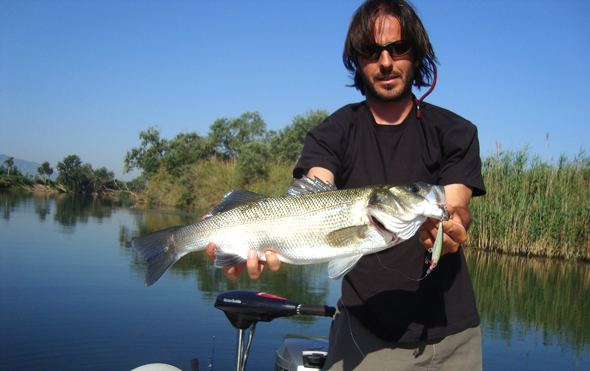Toni Martínez con una lubina pescada en el río Ebro con un minnow. Técnicas de pesca.