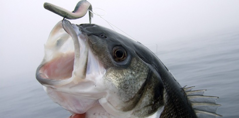 Prueba la pesca a spinning de la lubina, el reto de esta primavera