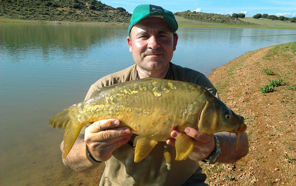 Carpa pescada por Josan Illescas. Pescar carpas a fondo.