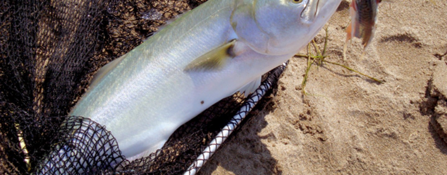 15 trucos que te darán más capturas en la pesca surfcasting