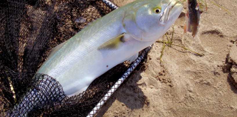 15 trucos que te darán más capturas en la pesca surfcasting