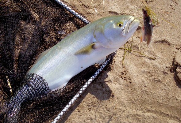 Anjova capturada a surfcasting